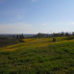 Overview from vineyards